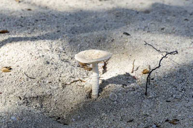 Amanita arenicola 1 - IMG_3606a